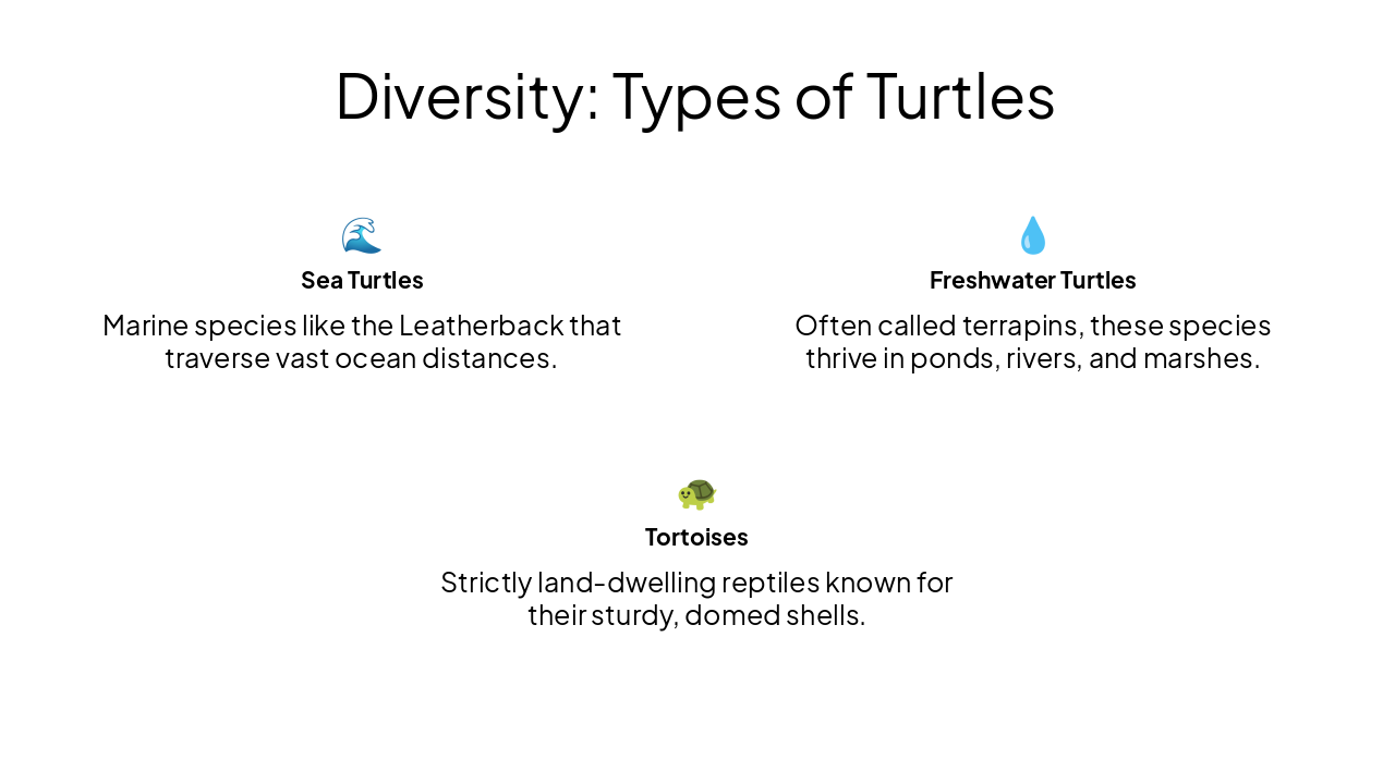 Slide 4 - Diversity: Types of Turtles