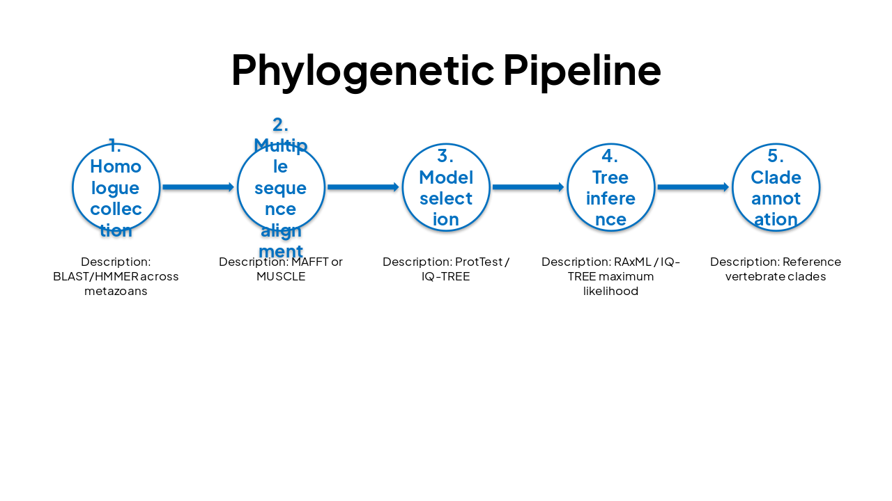 Slide 11 - Phylogenetic Pipeline