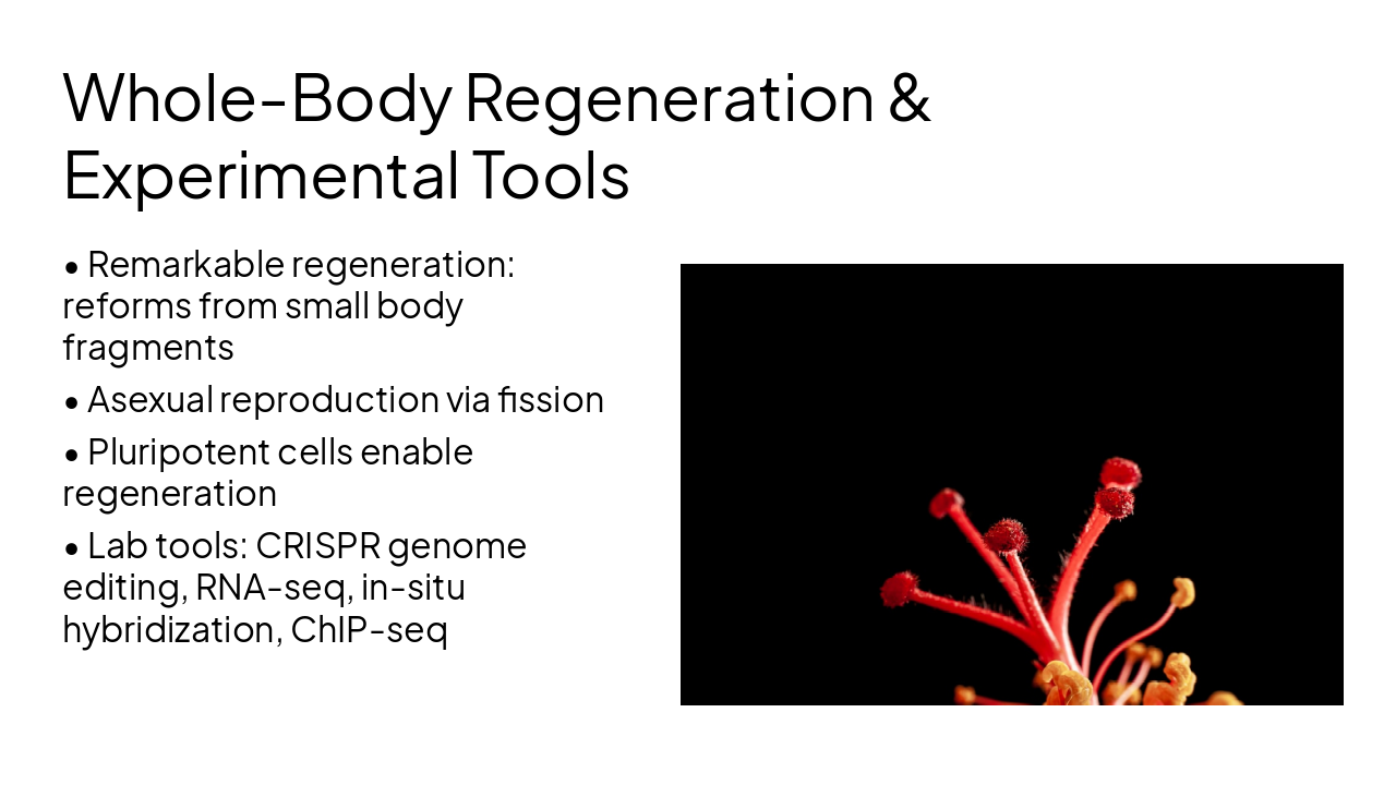 Slide 5 - Whole-Body Regeneration & Experimental Tools