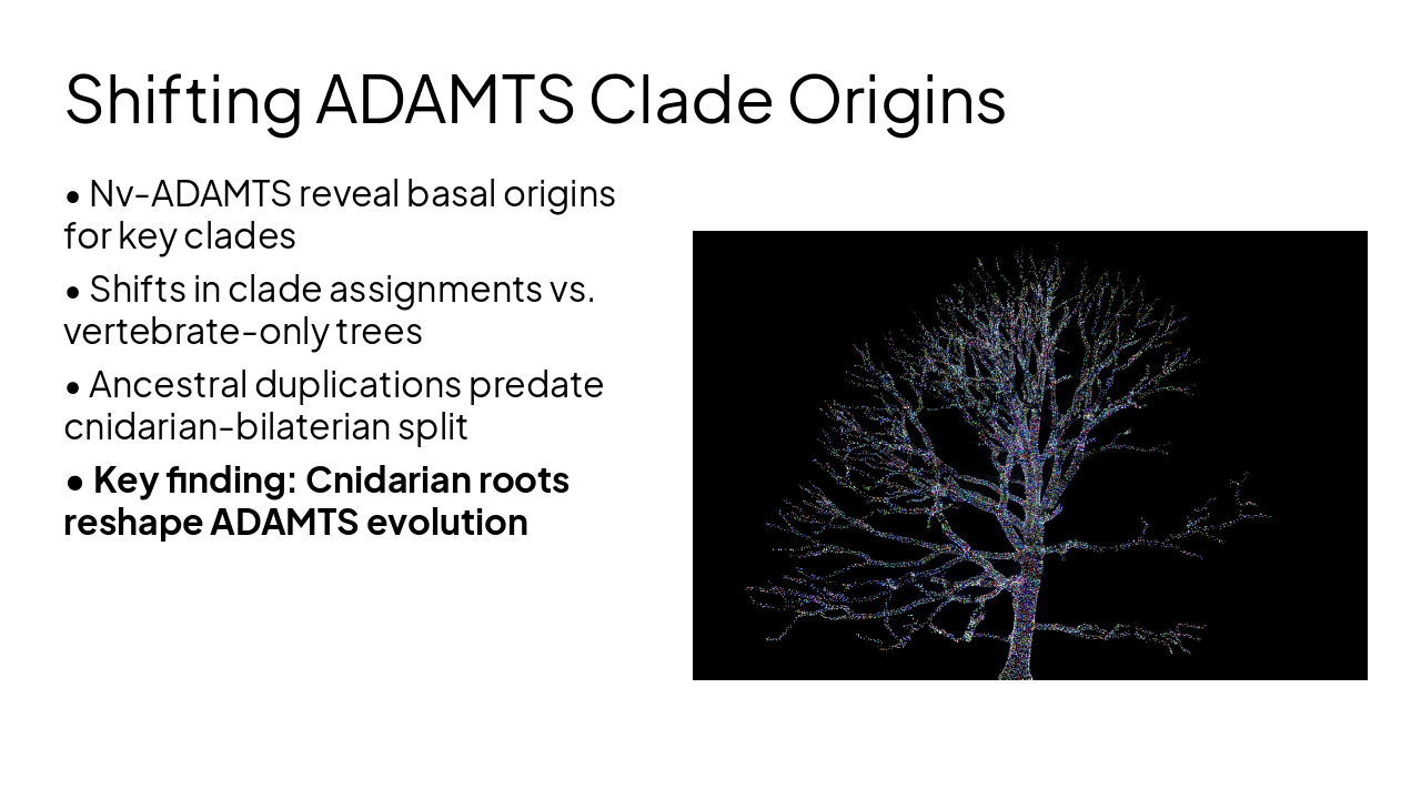 Slide 12 - Shifting ADAMTS Clade Origins