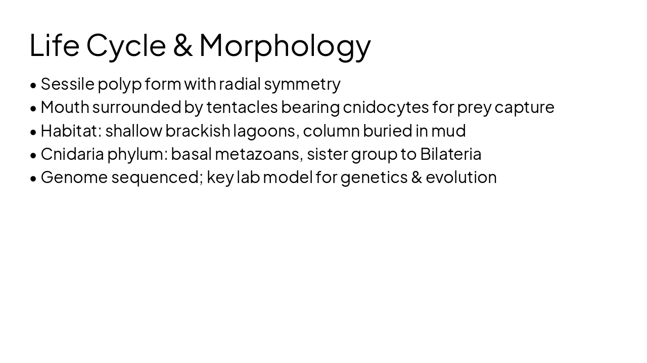 Slide 4 - Life Cycle & Morphology