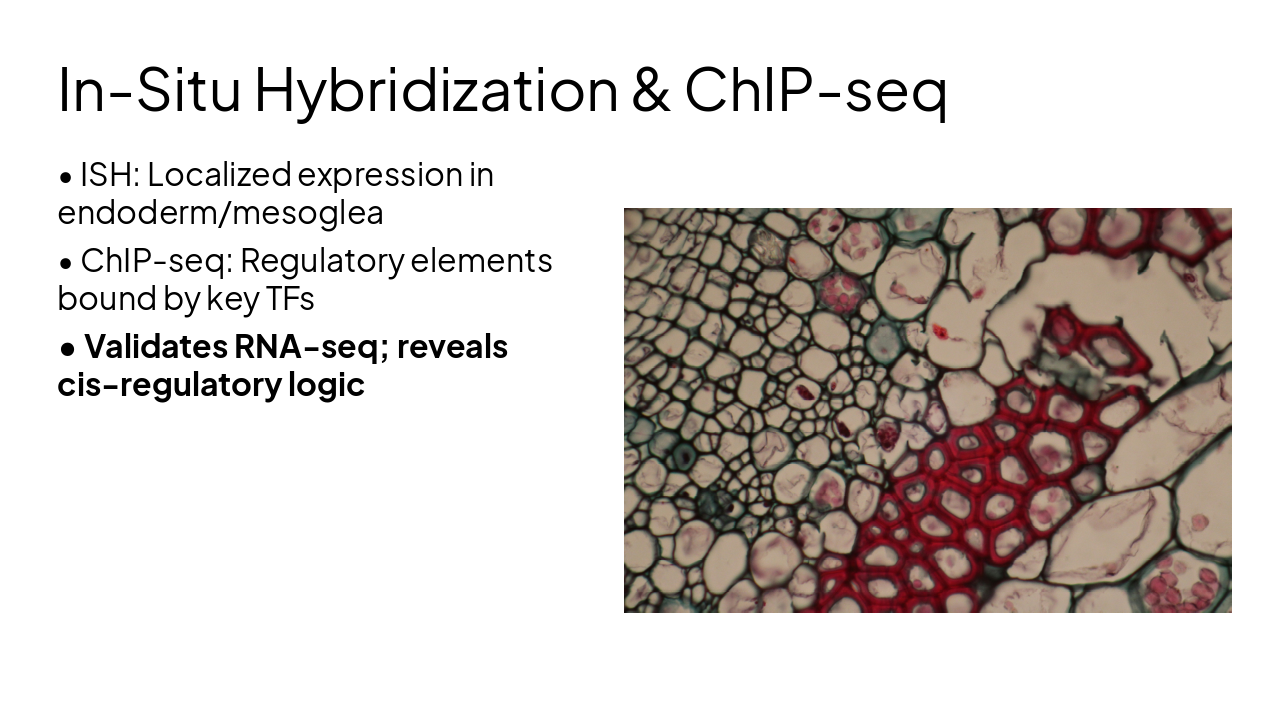 Slide 16 - In-Situ Hybridization & ChIP-seq