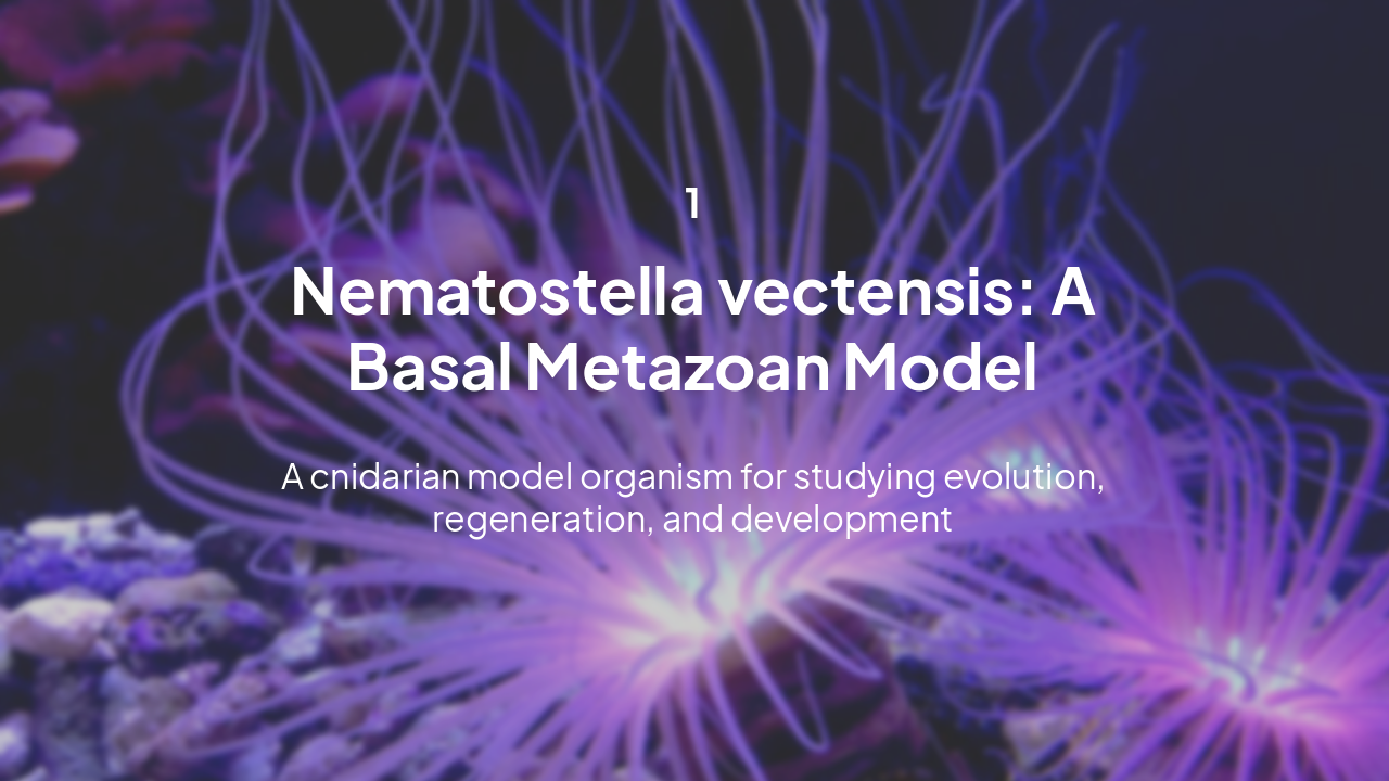 Slide 3 - Nematostella vectensis: A Basal Metazoan Model