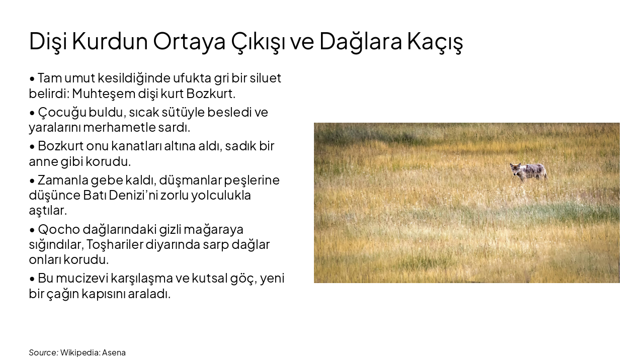 Slide 3 - Dişi Kurdun Ortaya Çıkışı