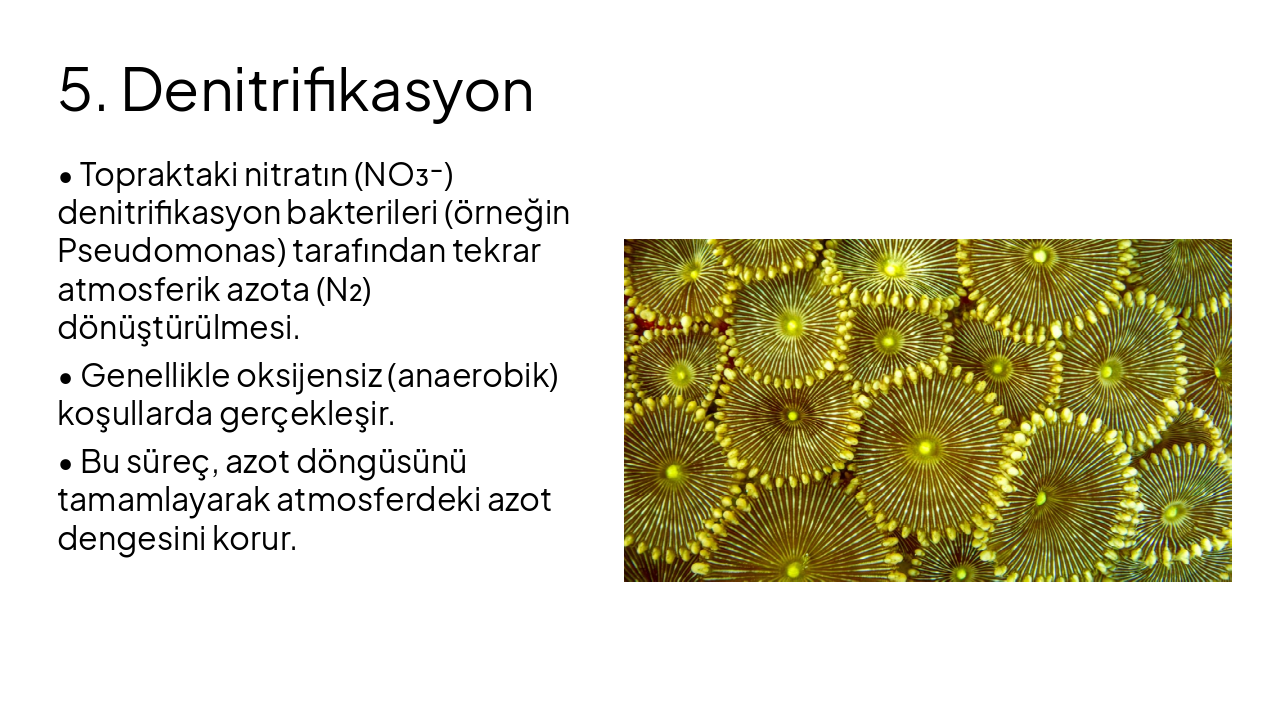 Slide 10 - 5. Denitrifikasyon
