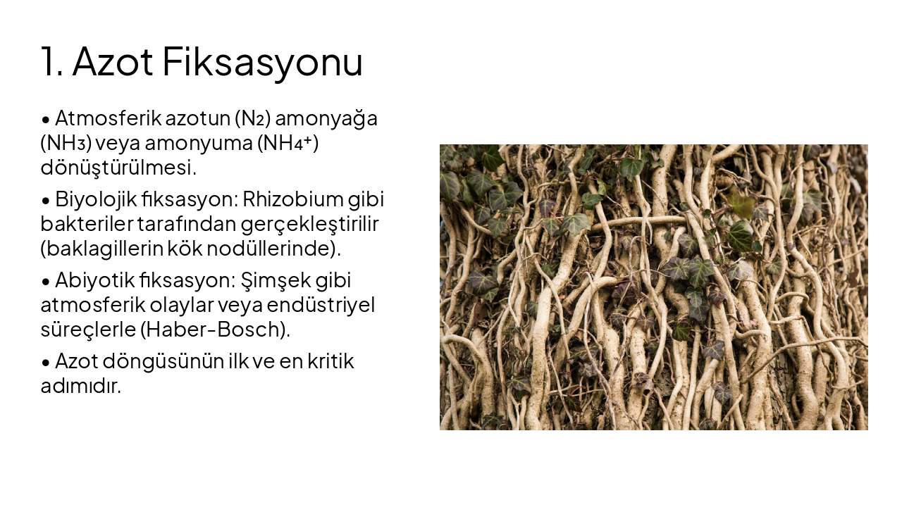 Slide 6 - 1. Azot Fiksasyonu