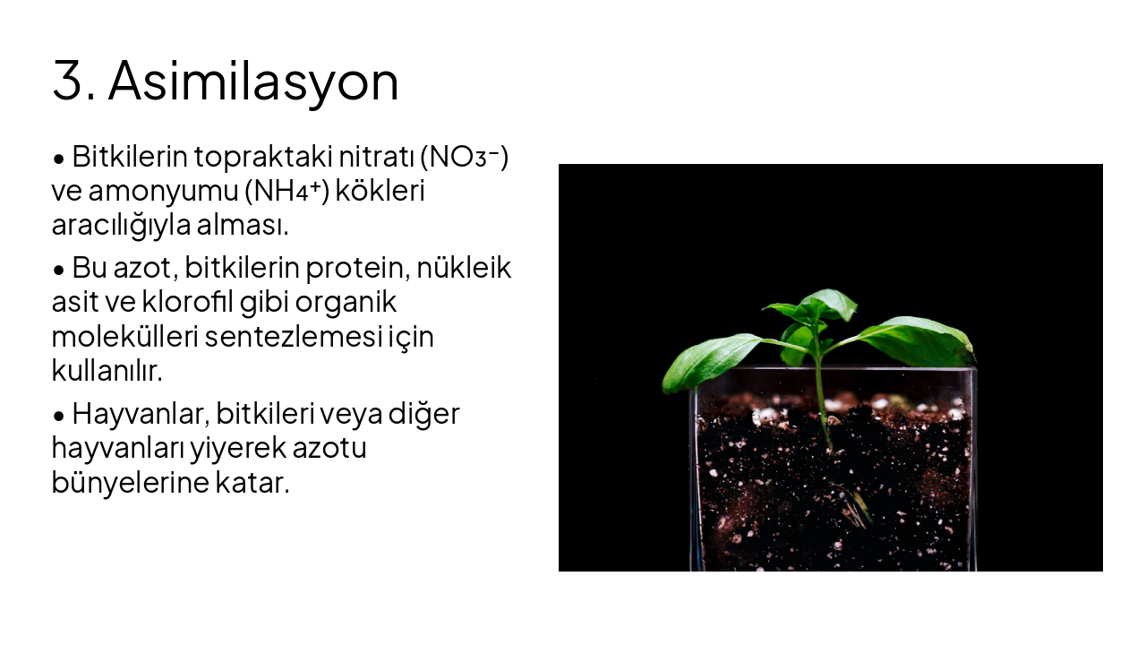 Slide 8 - 3. Asimilasyon