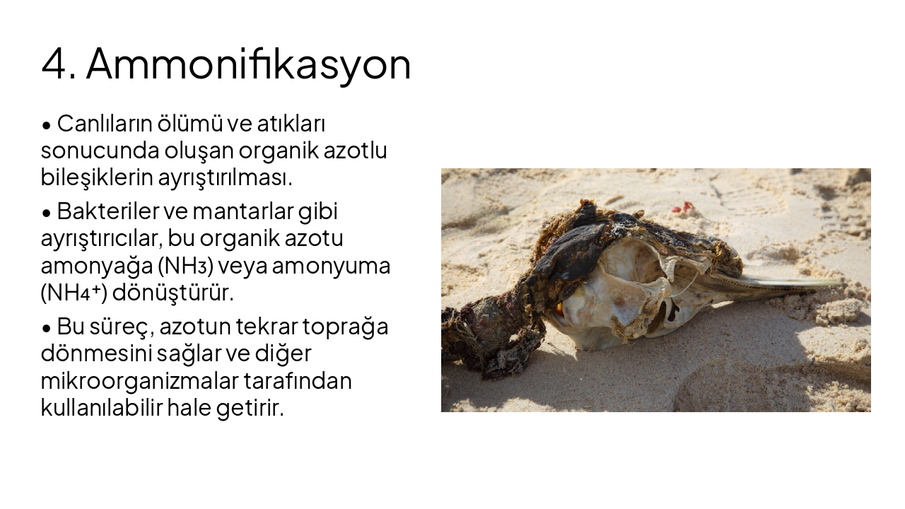 Slide 9 - 4. Ammonifikasyon