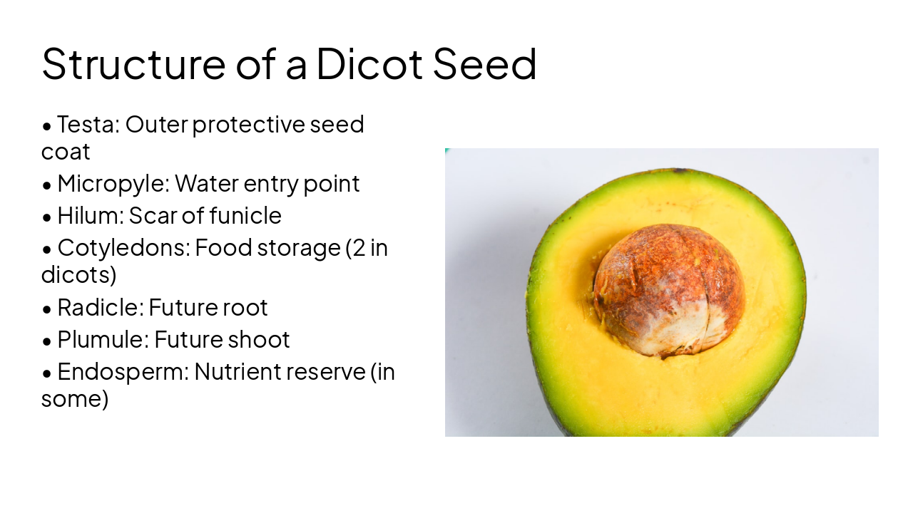 Slide 12 - Structure of a Dicot Seed
