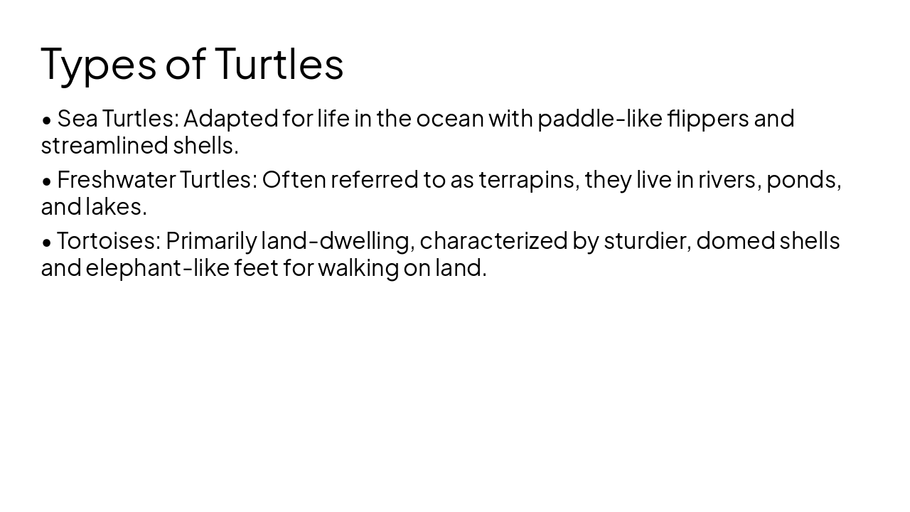 Slide 3 - Types of Turtles