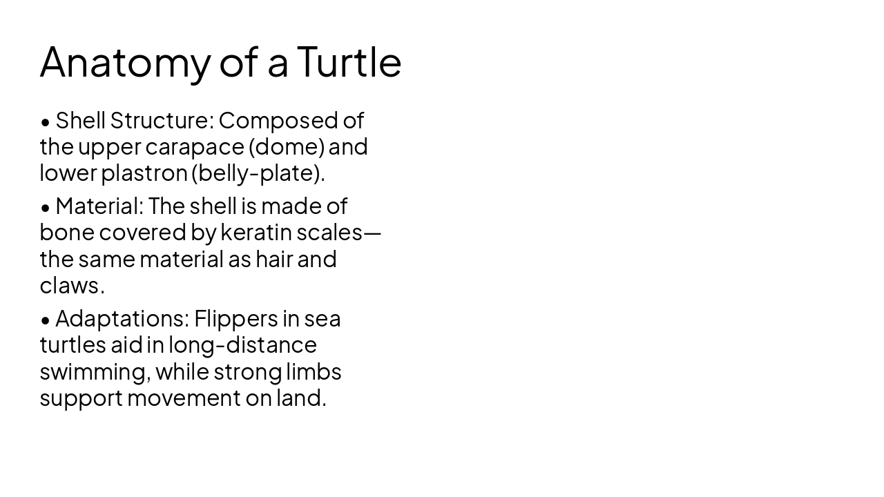 Slide 4 - Anatomy of a Turtle