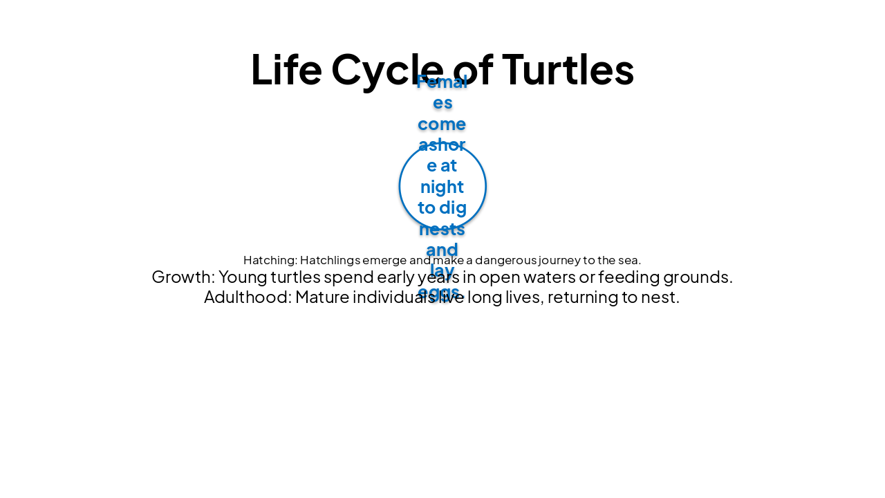 Slide 7 - Life Cycle of Turtles