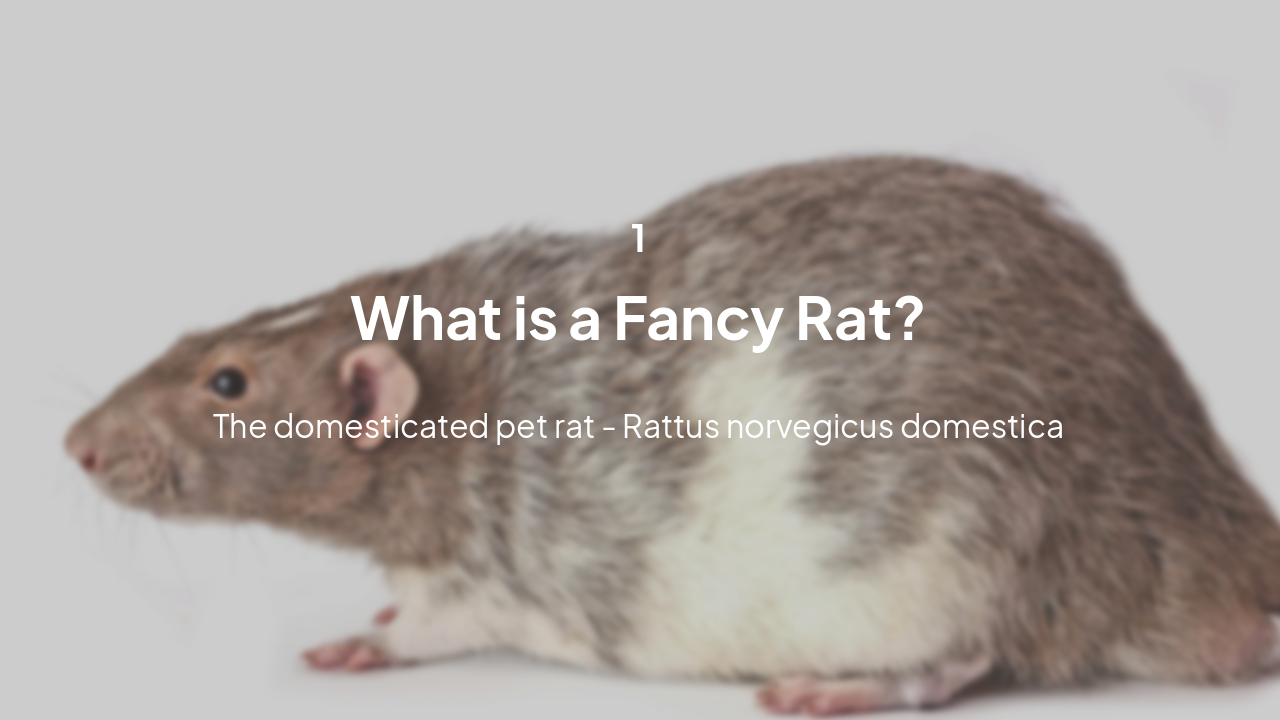 Slide 3 - Discovering Fancy Rats