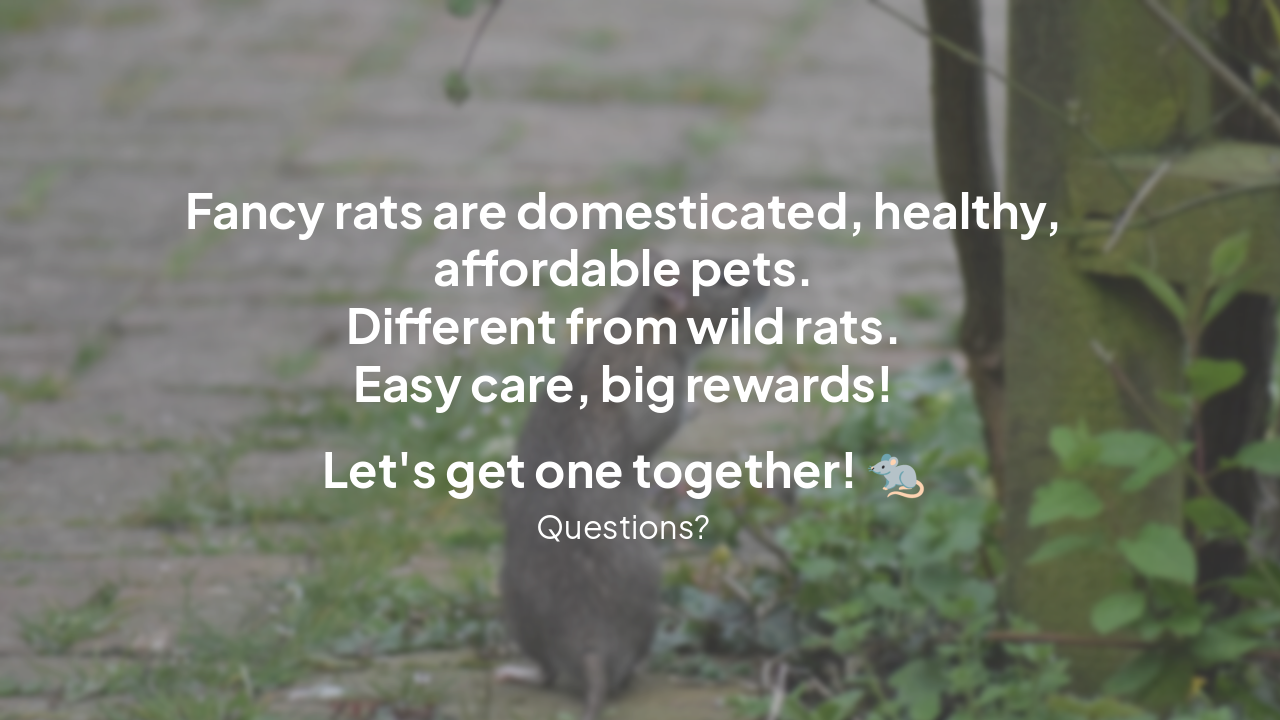 Slide 13 - Ready for a Rat?
