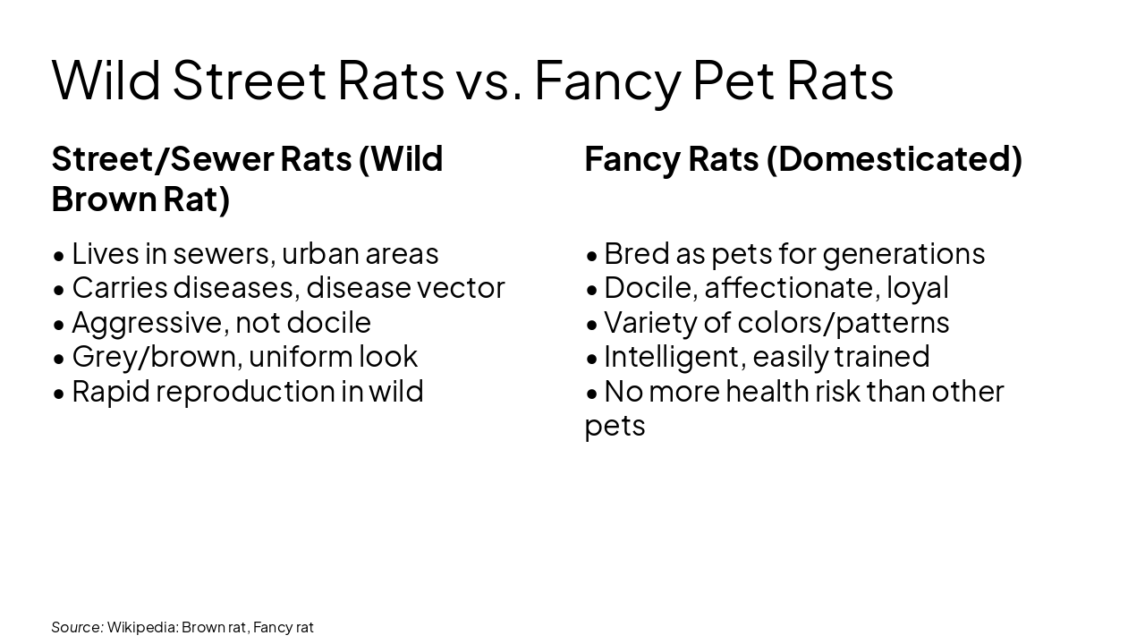 Slide 4 - Wild Street Rats vs. Fancy Pet Rats