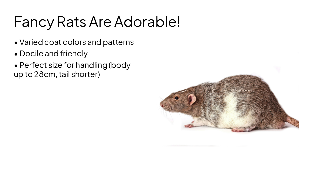Slide 7 - Fancy Rats Are Adorable!