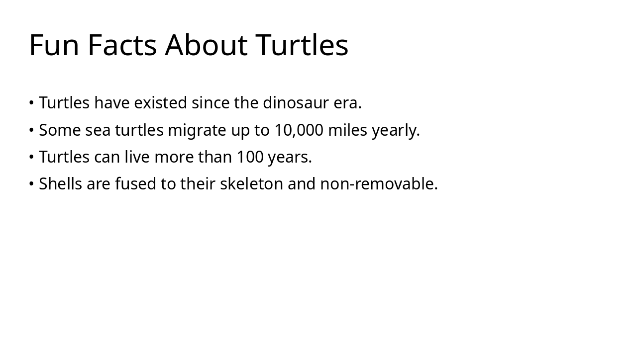 Slide 12 - Fun Facts About Turtles