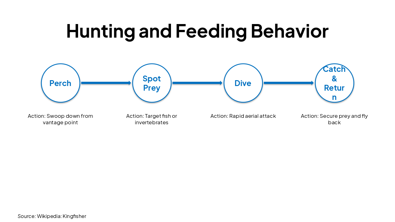 Slide 7 - Hunting and Feeding Behavior