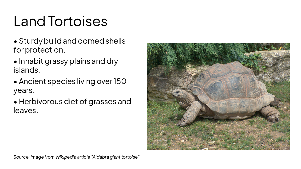 Slide 10 - Land Tortoises