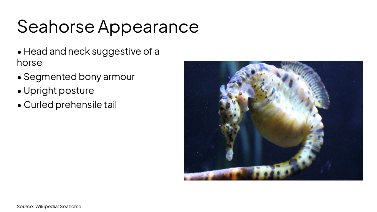 Slide 5 - Seahorse Appearance