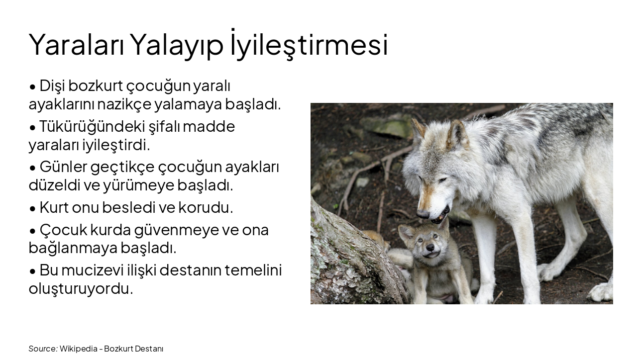 Slide 5 - Yaraları Yalayıp İyileştirmesi