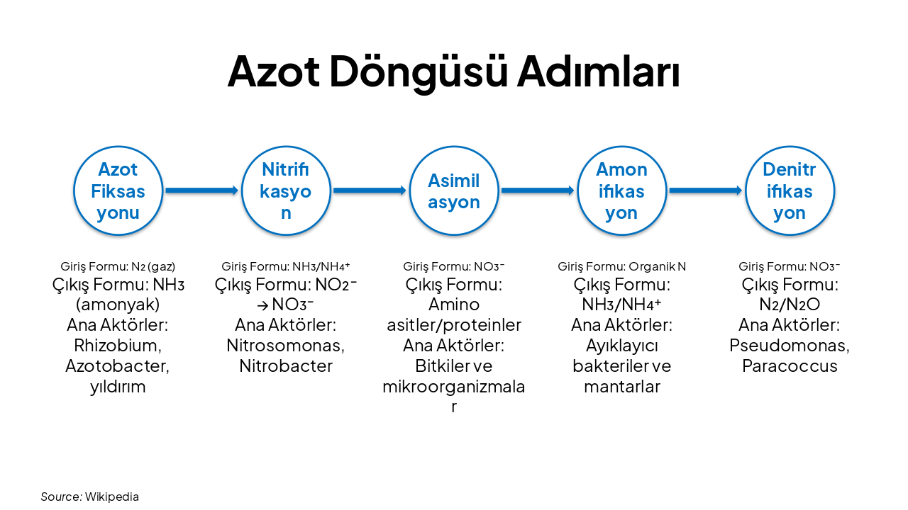 Slide 8 - Azot Döngüsü Adımları