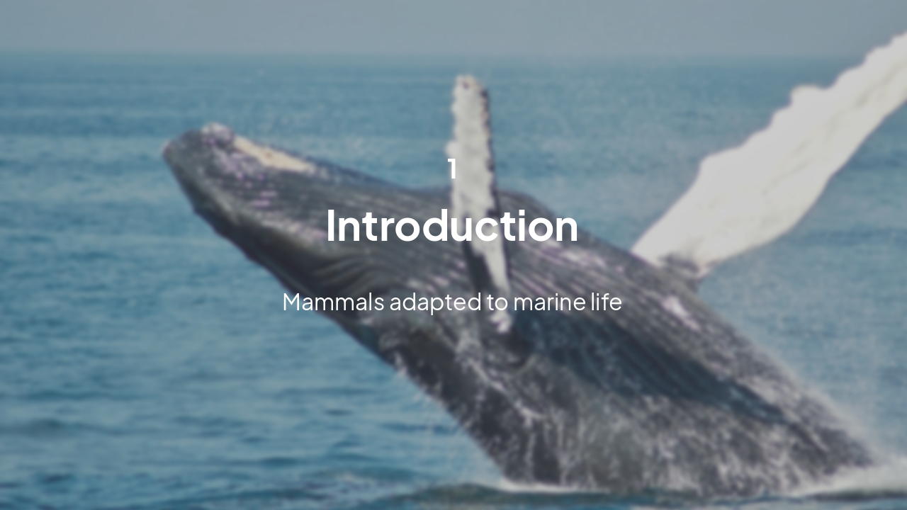 Slide 3 - Marine Mammals