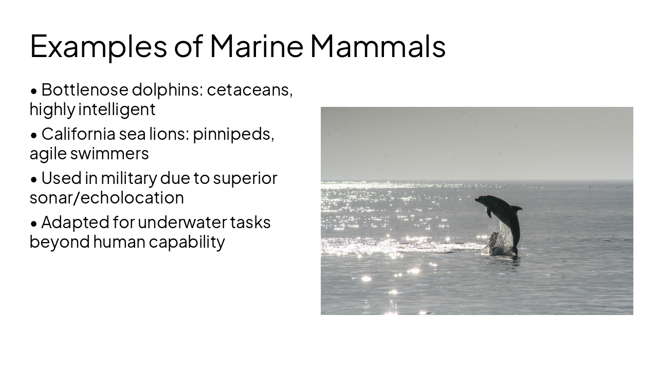 Slide 5 - Examples of Marine Mammals