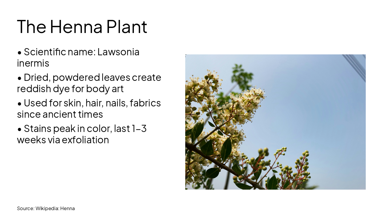 Slide 5 - The Henna Plant