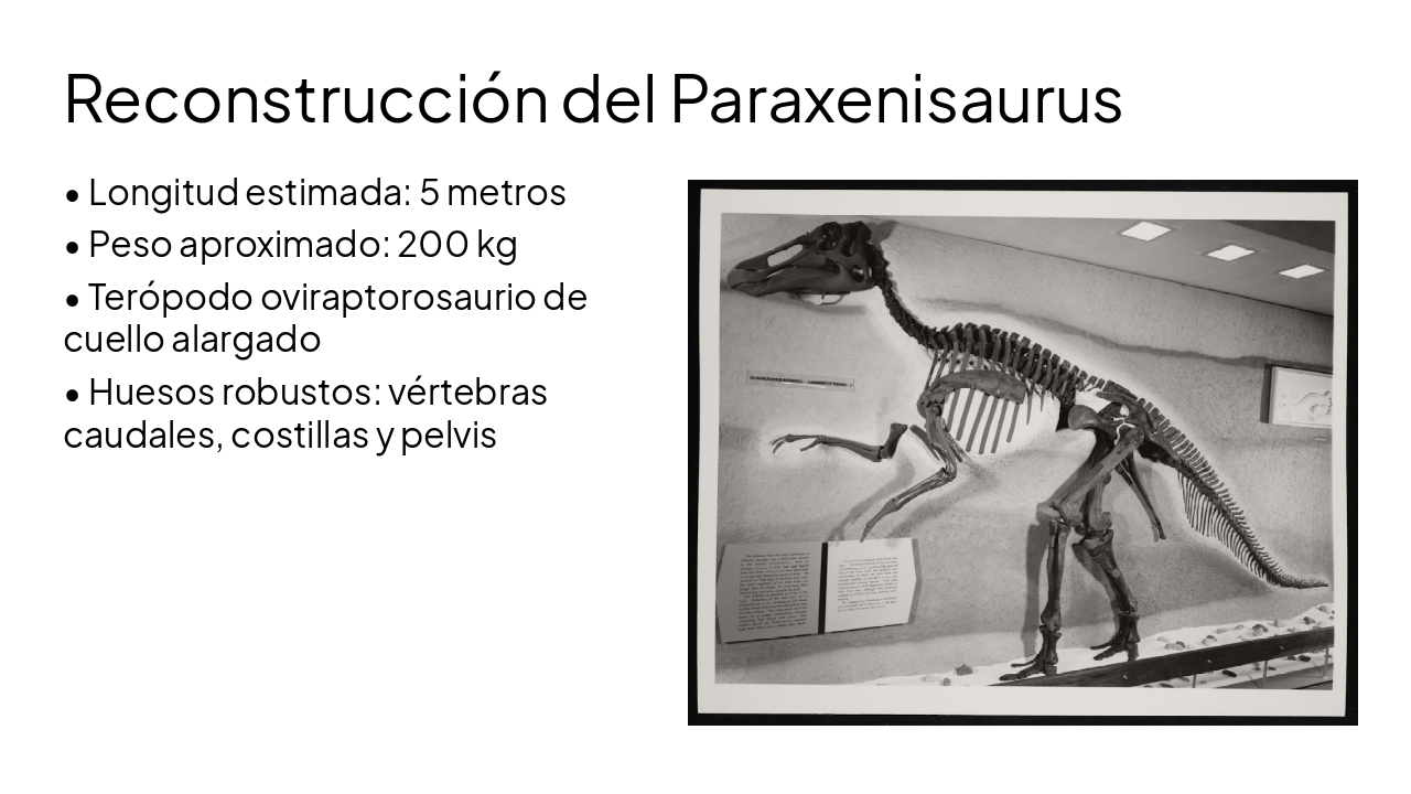 Slide 3 - Reconstrucción del Paraxenisaurus