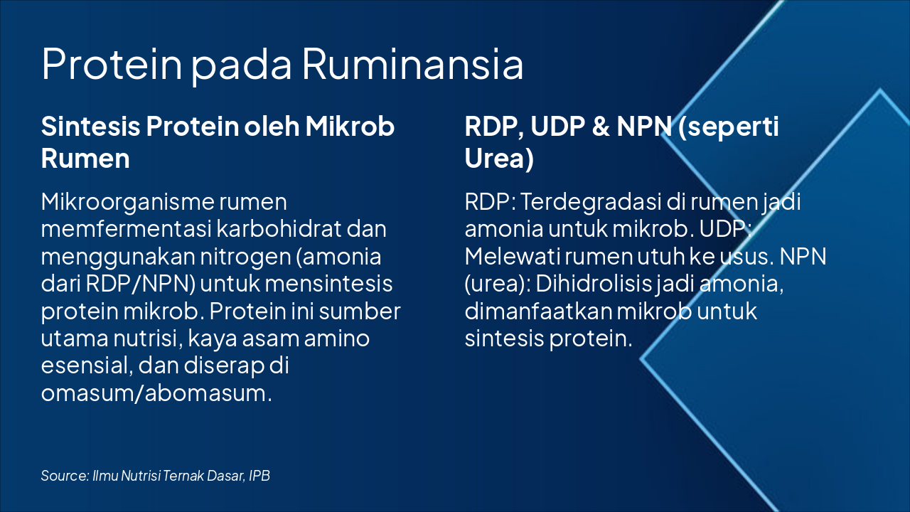 Slide 11 - Protein pada Ruminansia
