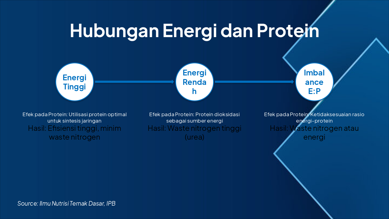 Slide 12 - Hubungan Energi dan Protein