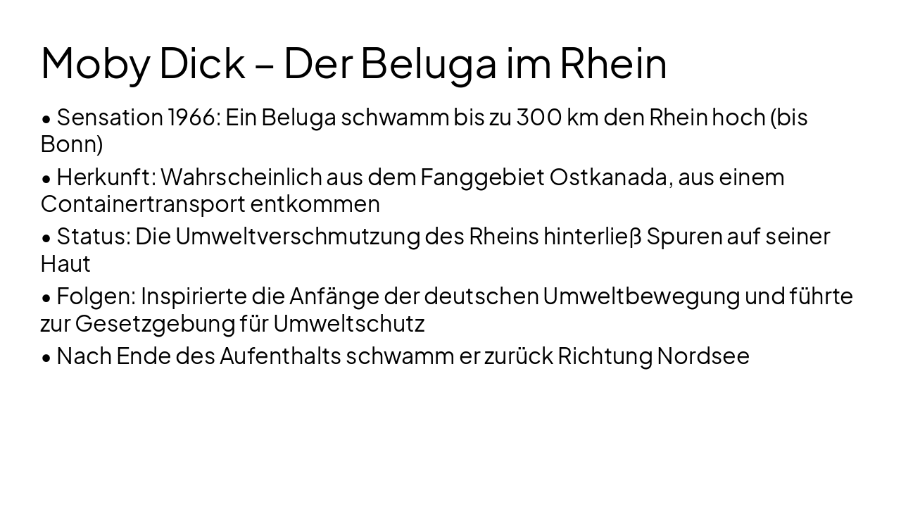 Slide 6 - Moby Dick – Der Beluga im Rhein