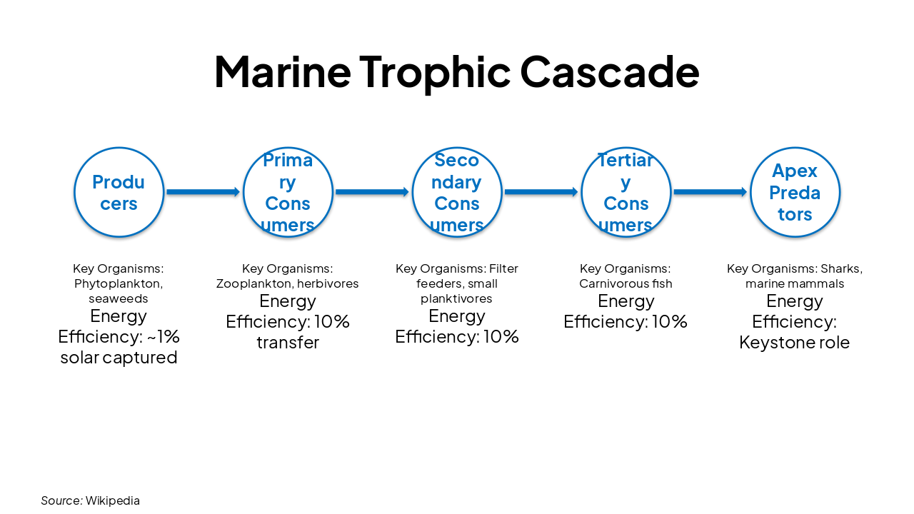 Slide 19 - Marine Trophic Cascade
