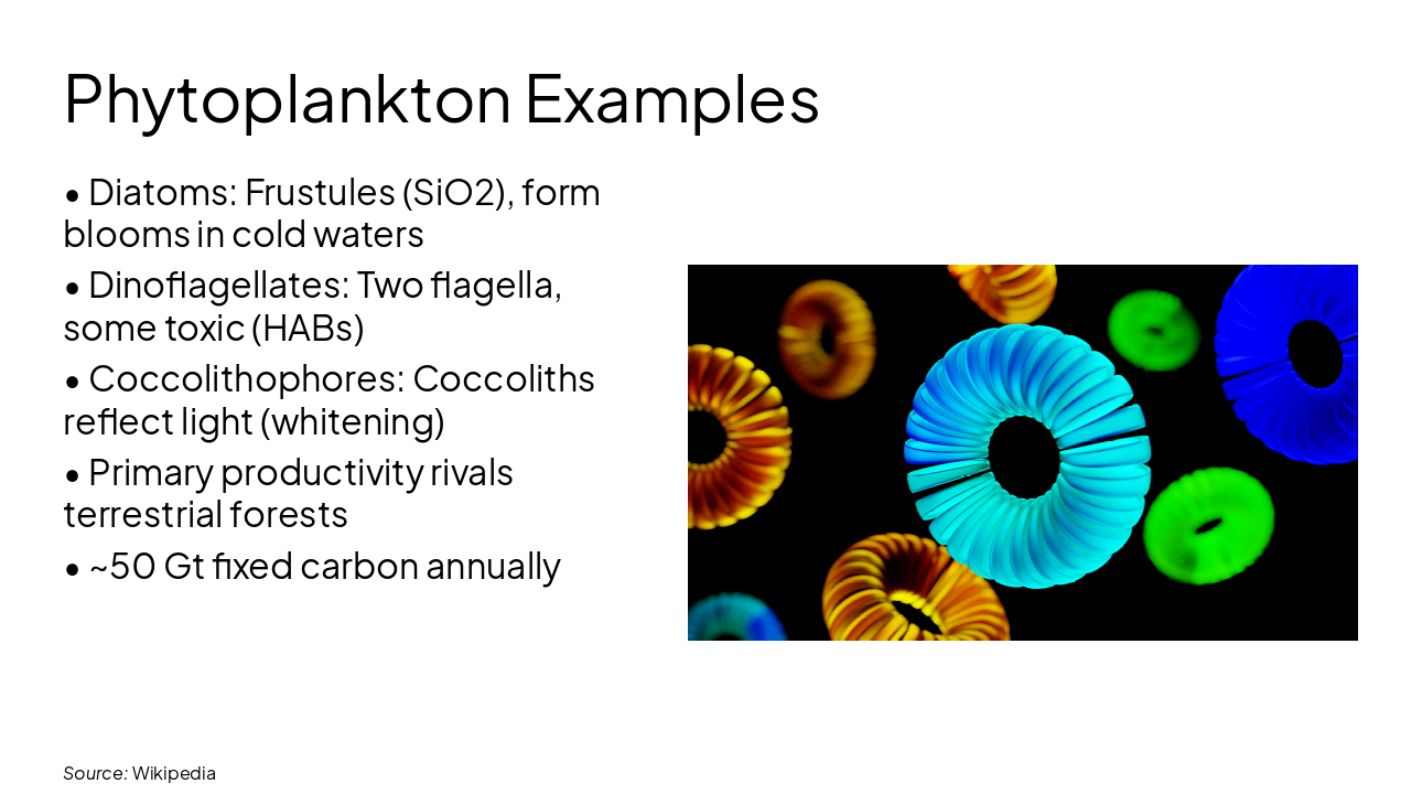 Slide 9 - Phytoplankton Examples