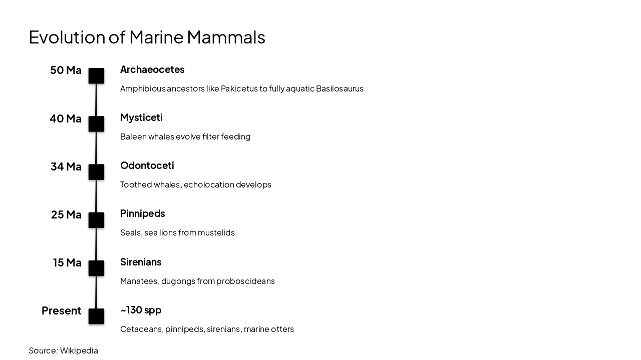 Slide 17 - Evolution of Marine Mammals