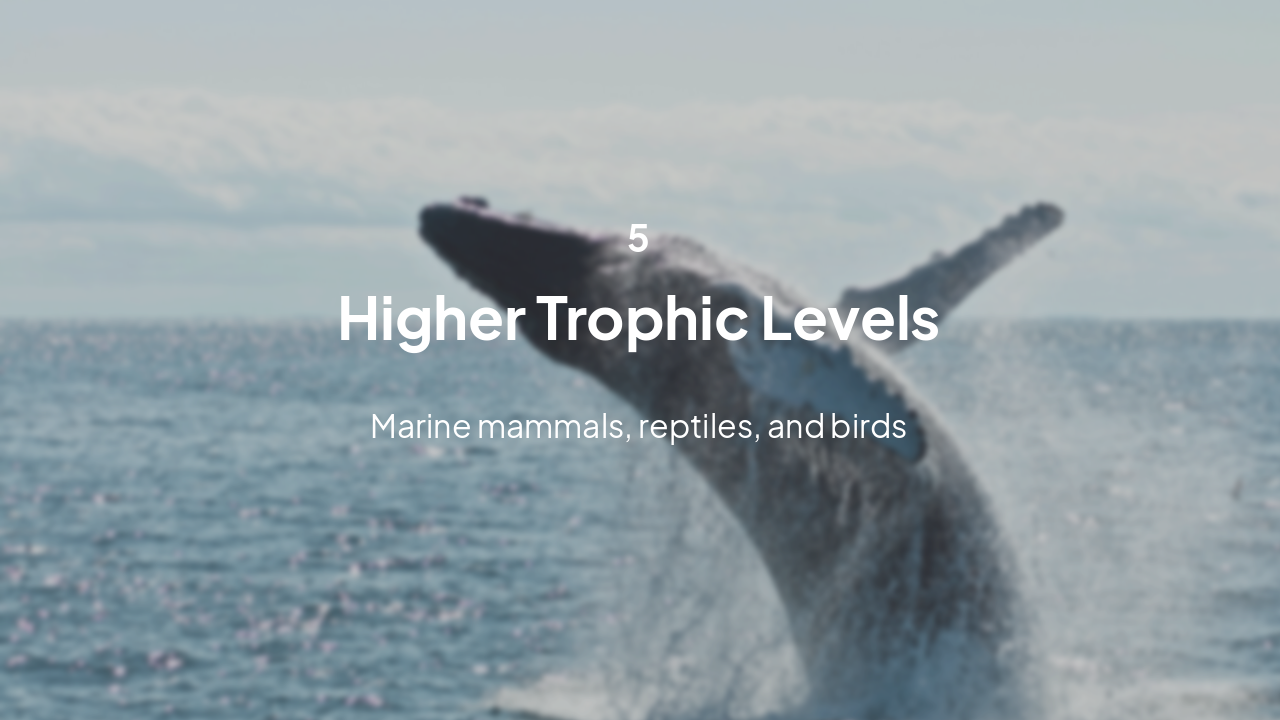 Slide 16 - Section 5