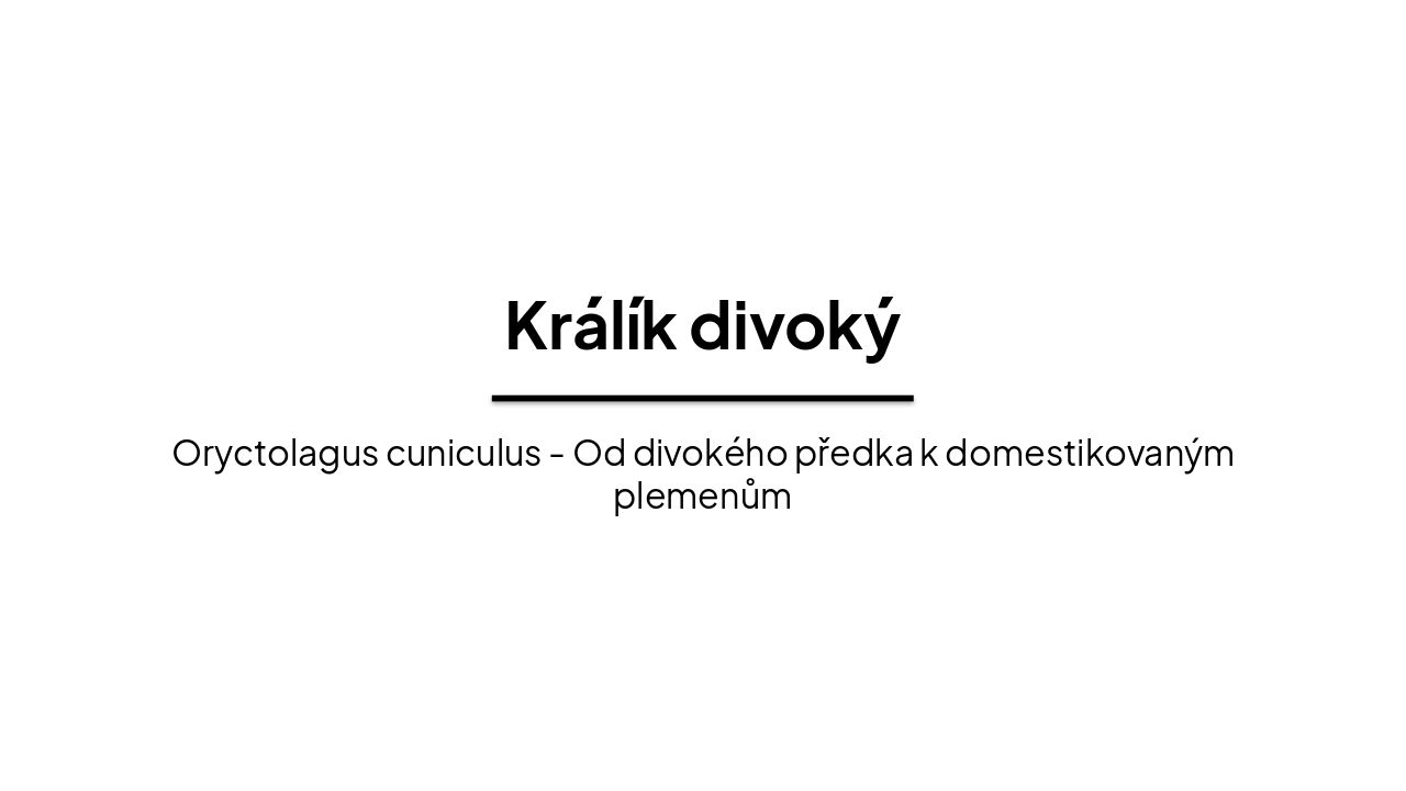 Slide 1 - Králík divoký