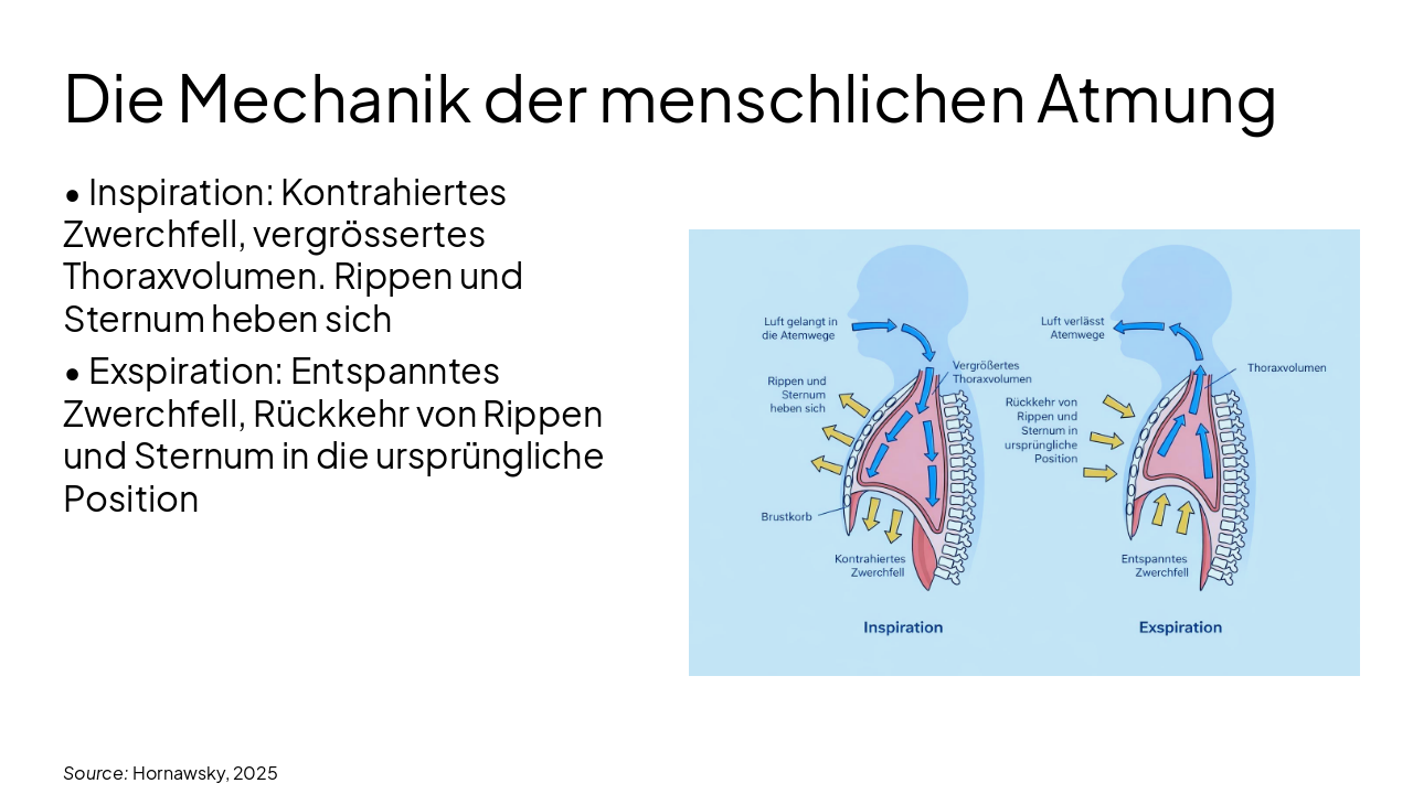 Slide 9 - Die Mechanik der menschlichen Atmung