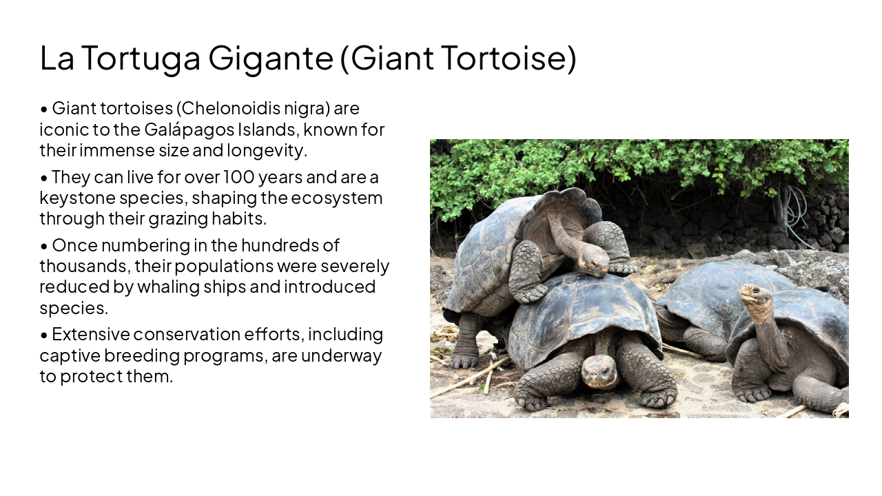 Slide 13 - La Tortuga Gigante (Giant Tortoise)