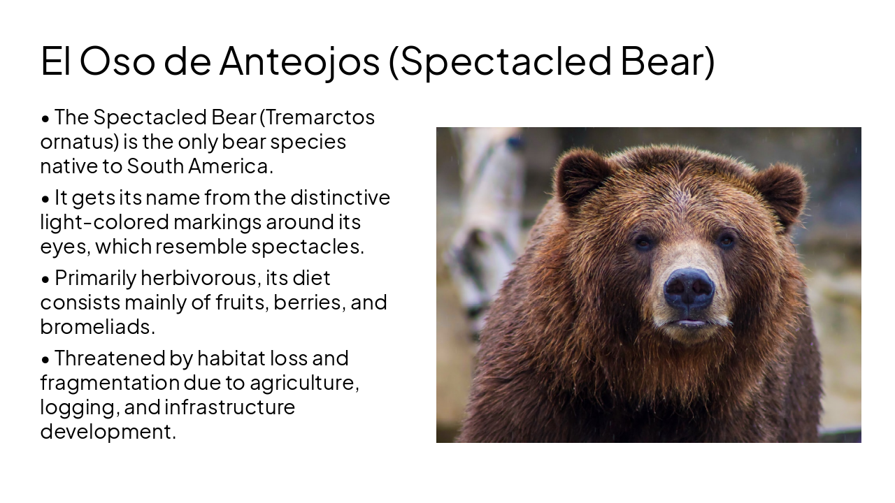 Slide 12 - El Oso de Anteojos (Spectacled Bear)