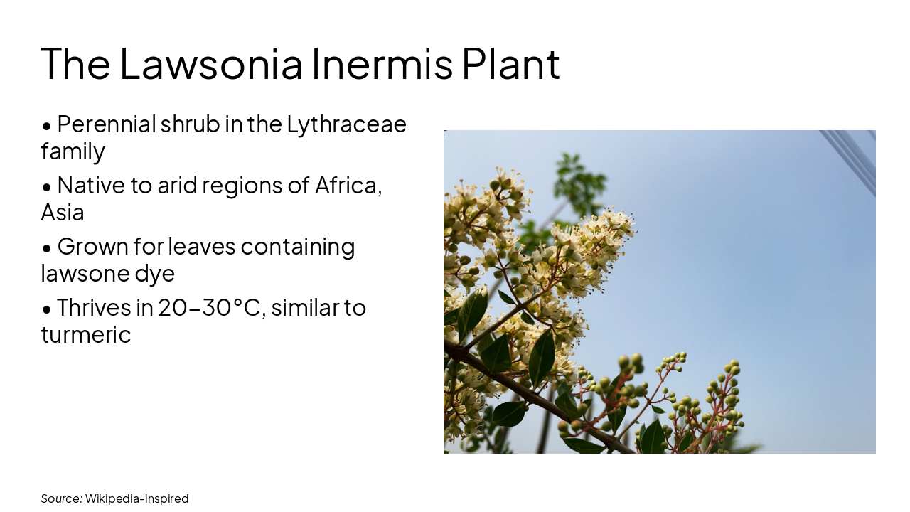 Slide 4 - The Lawsonia Inermis Plant