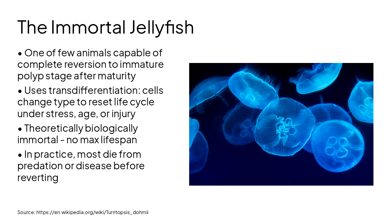 Slide 5 - The Immortal Jellyfish