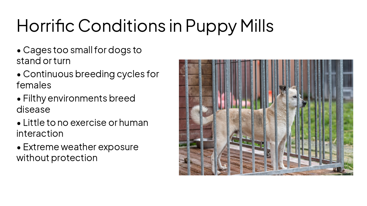 Slide 4 - Horrific Conditions in Puppy Mills
