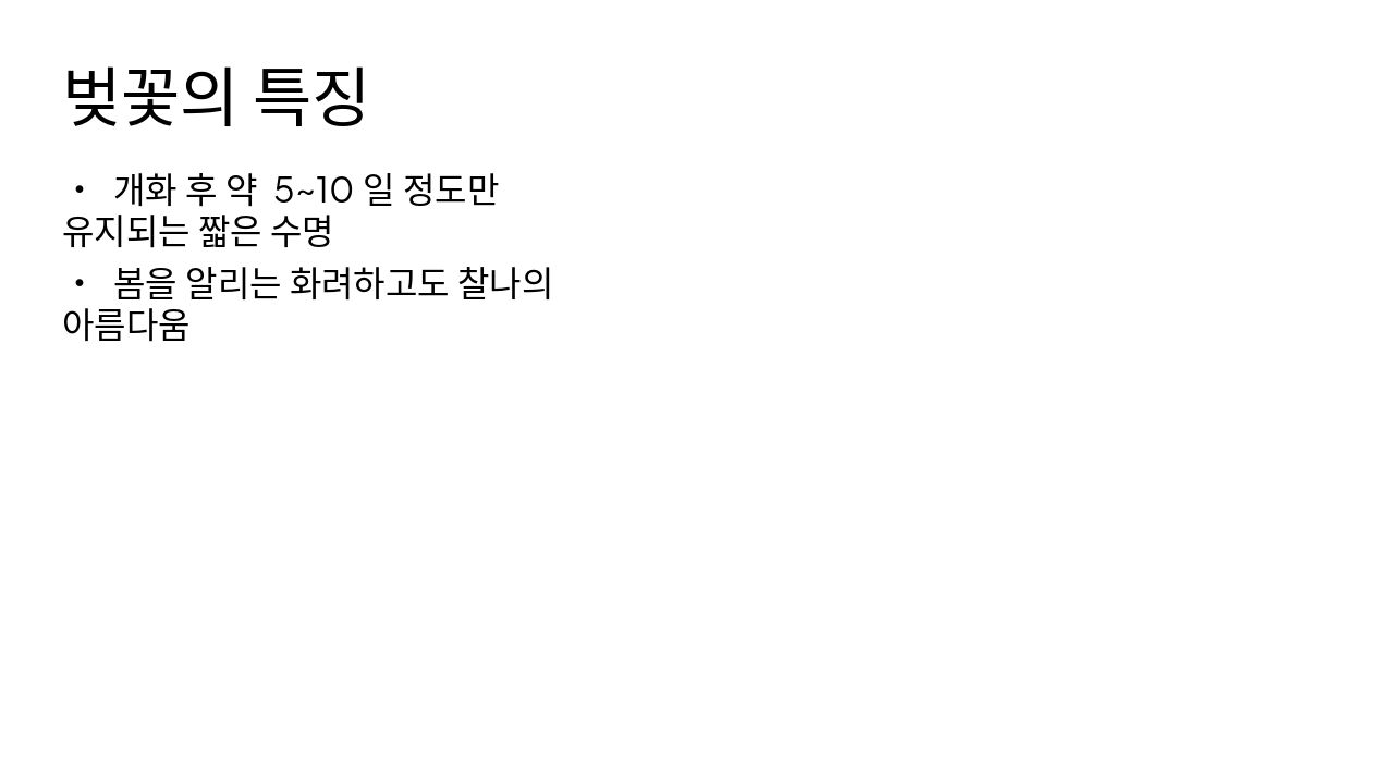 Slide 2 - 벚꽃의 특징