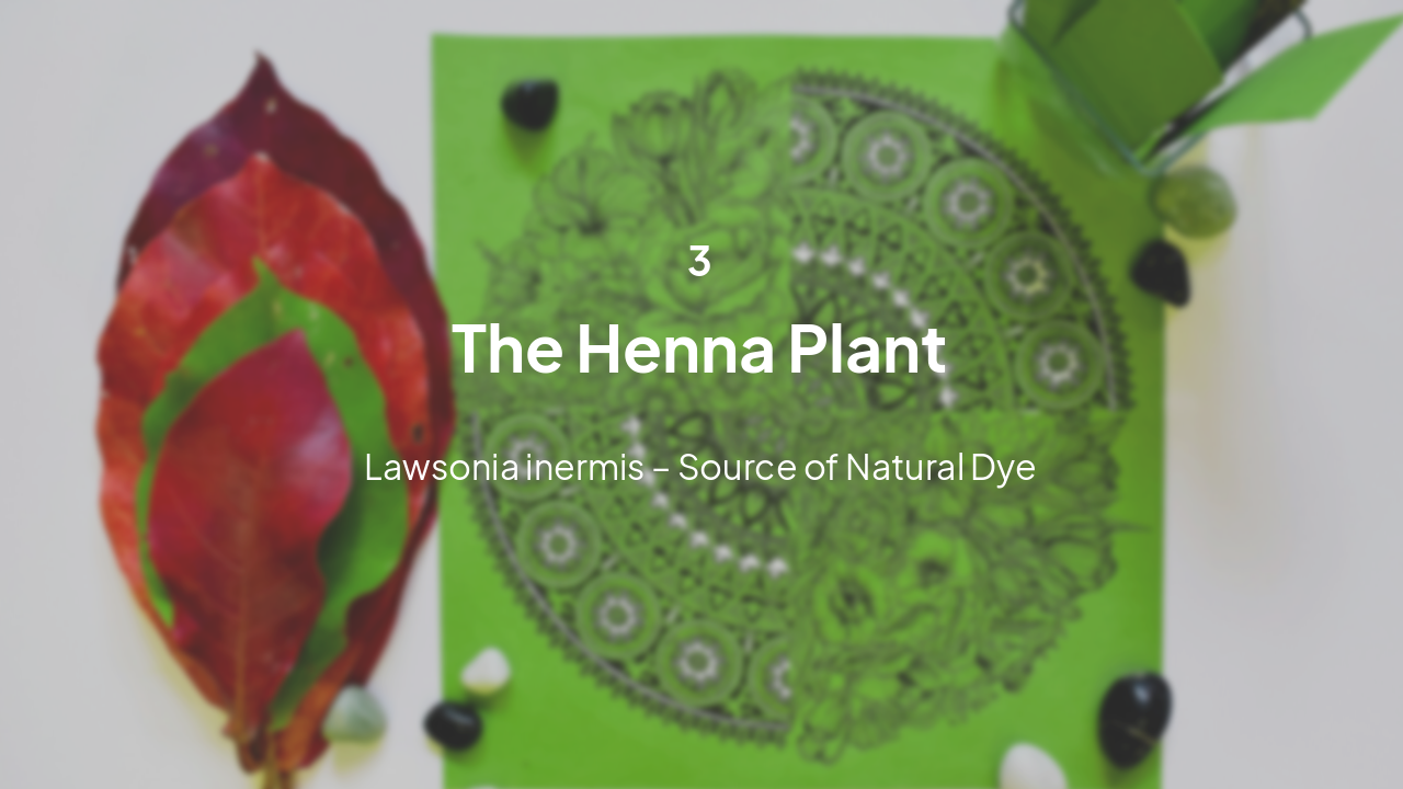 Slide 8 - The Henna Plant