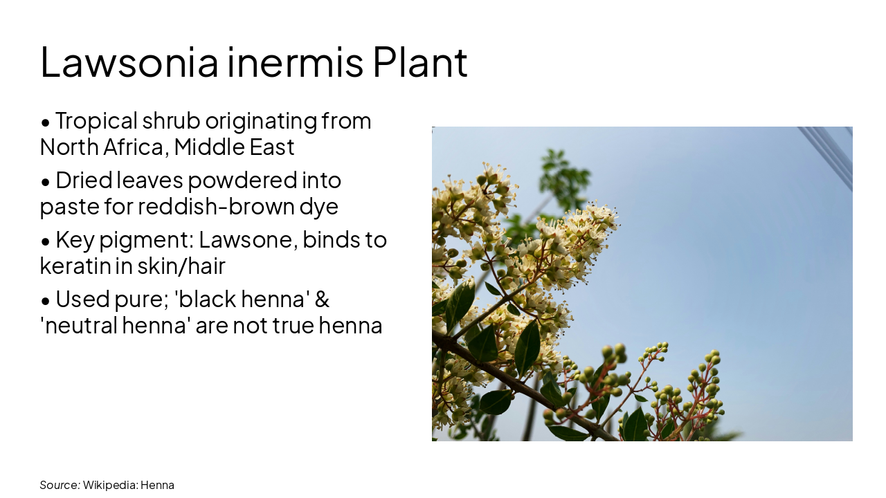 Slide 9 - Lawsonia inermis Plant