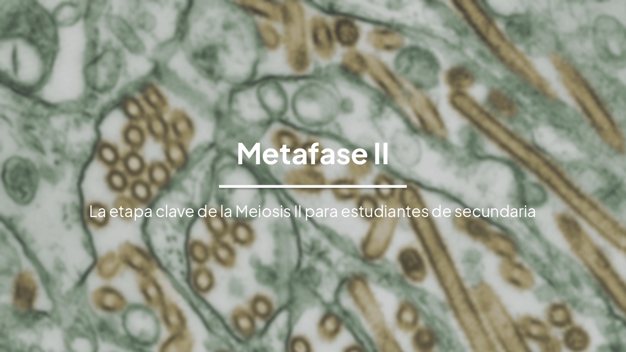 Slide 1 - Metafase II