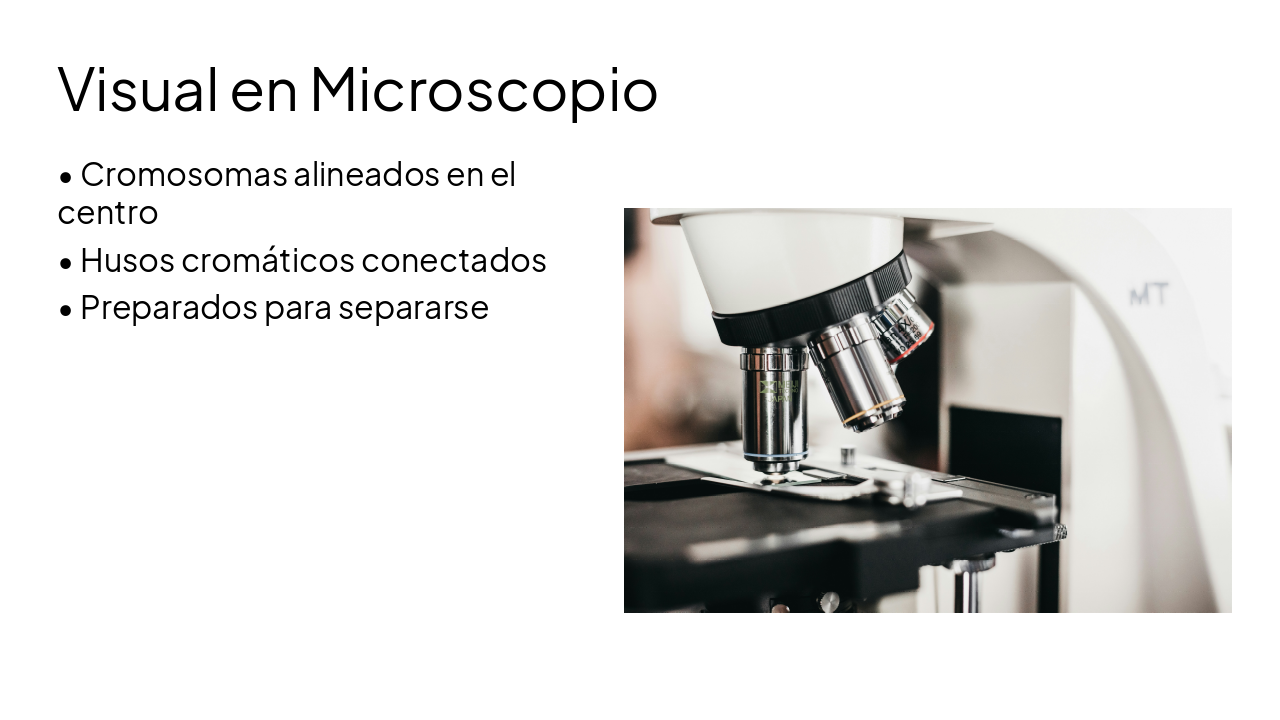 Slide 4 - Visual en Microscopio