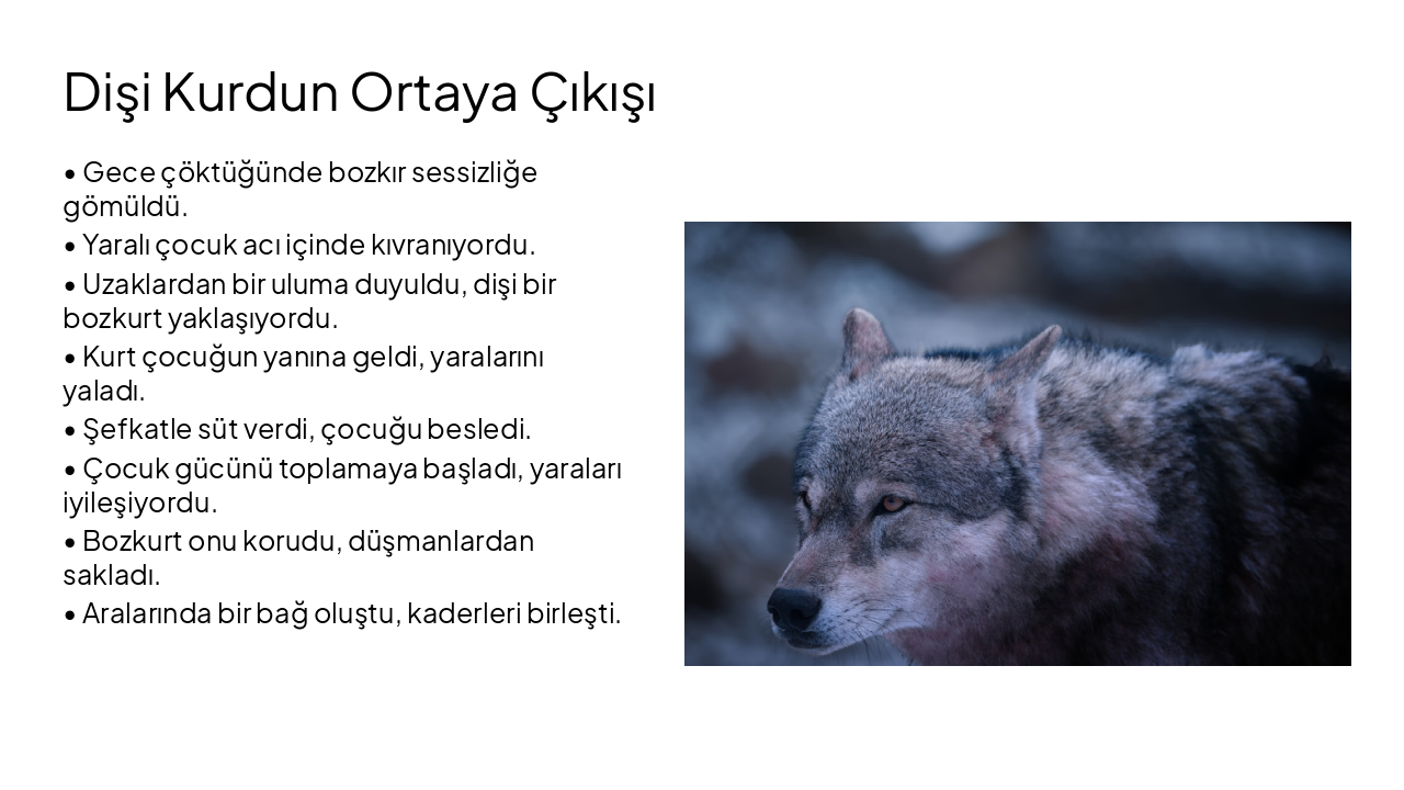 Slide 4 - Dişi Kurdun Ortaya Çıkışı